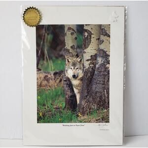Wildlife Print Ken Jenkins Photography Wolf Watching from an Aspen Grove 12 x 9"